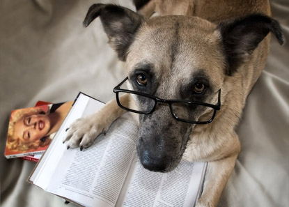 dog_reading